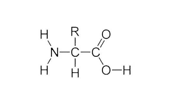 Protein amino acid herrington family chiropractic healty eating clean living anti inflamatory dieting healing pain lifestyle