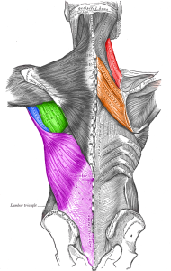 Lower Shoulder