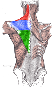 Trapezius_Gray409