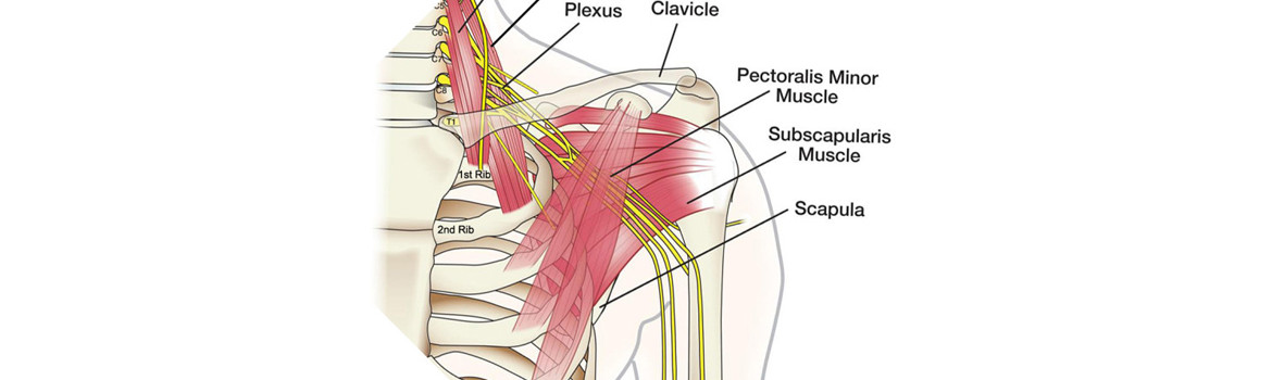 Muscle-pain-brachial-plexus-wrist-pain-neck-cervical-14150-14221-Buffalo-Chiropractor-rotator-cuff-shoulder-carpal-tunnel-Herrington-Family-Chiropractic-slider